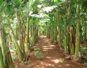 Irrigação por Gotejamento 6