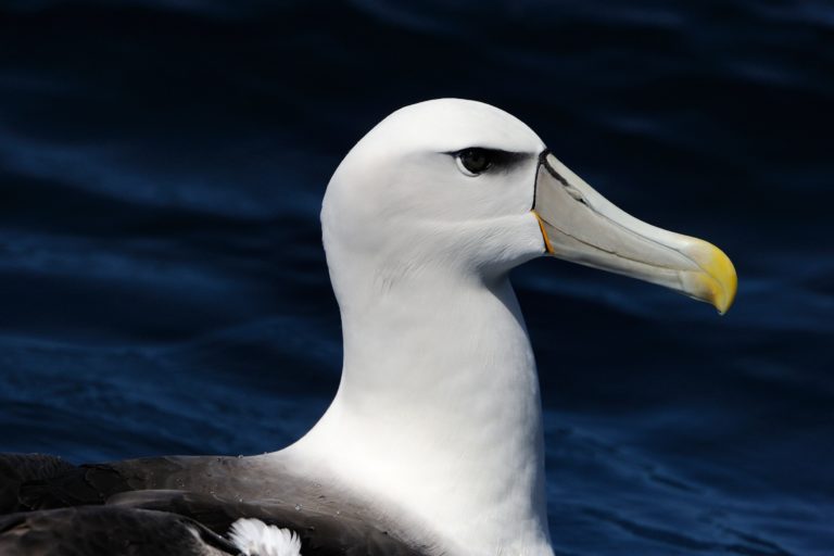 A Beleza de um Albatroz de Sobrancelha