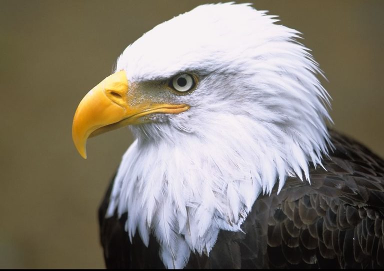 Foto de uma Majestosa Águia