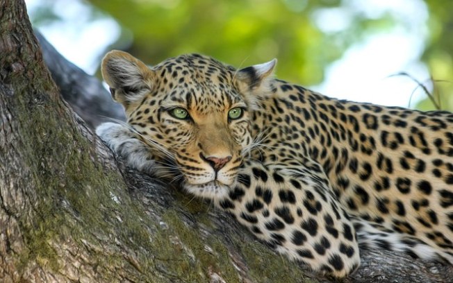Leopardo Indiano