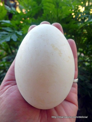Ovo de Ganso