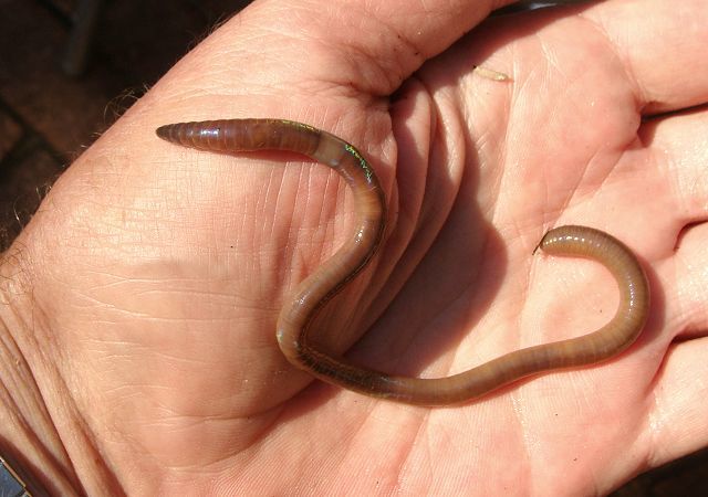 Amynthas Gracilis