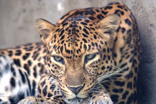 Leopardo-da-Indochina