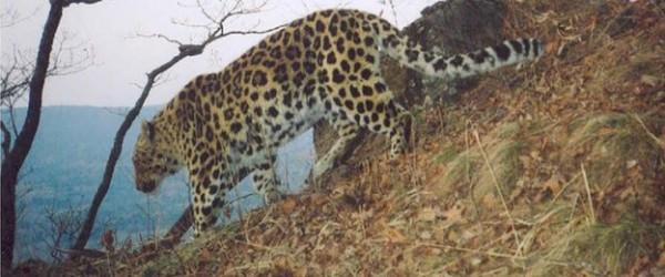 Leopardo-de-Amur Andando Pela Mata
