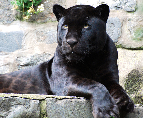 Leopardo de Amur Preto Adulto