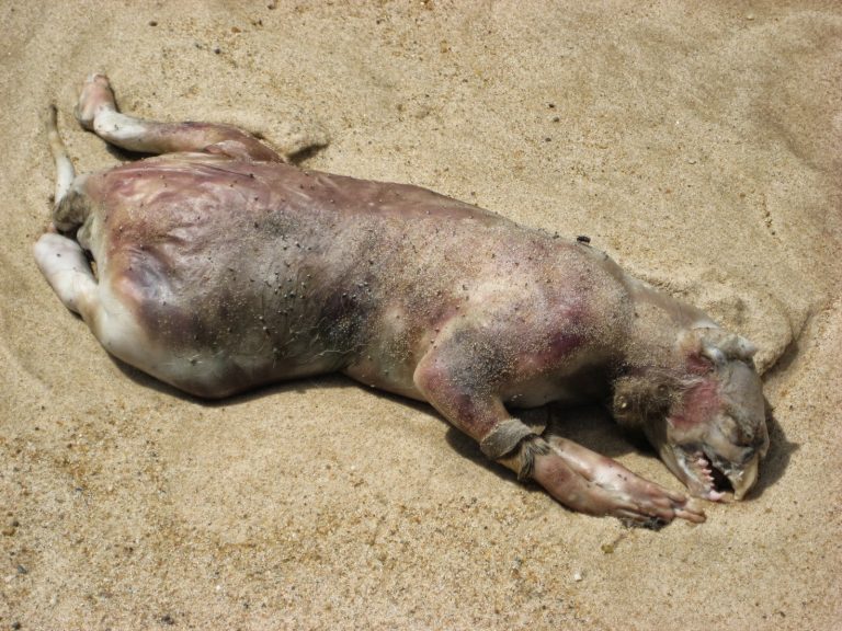 Monstro de Montauk