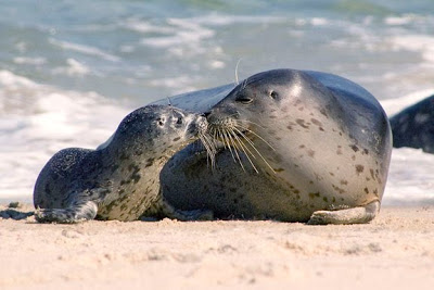 Mãe e Filhote de Foca Comum na Beira da Praia