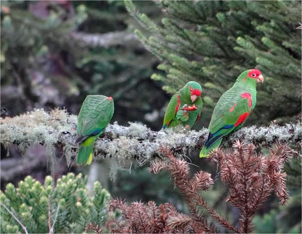 Papagaios na Floresta