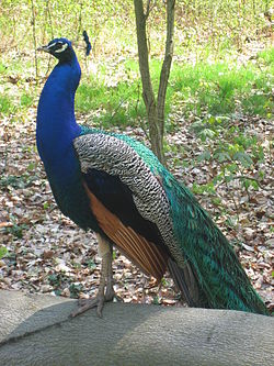 Pavão Indiano