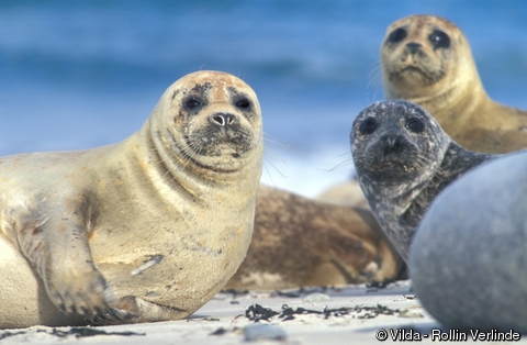 Phoca Vitulina