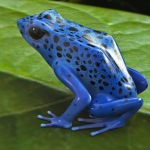 Sapo Dardo Venenoso