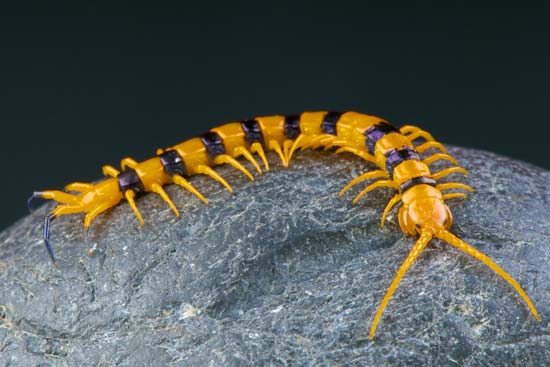 Centopeias