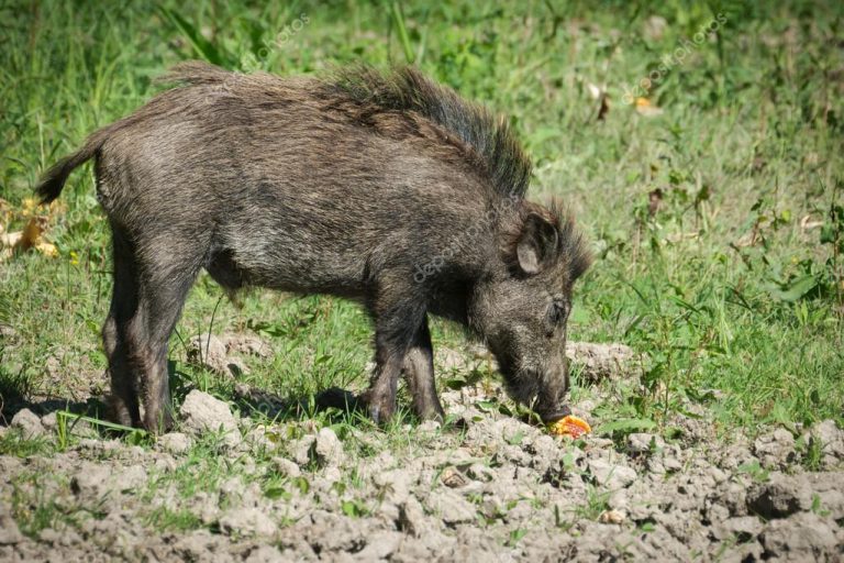 Javali Europeu em Seu Habitat