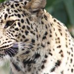 Leopardo Persa