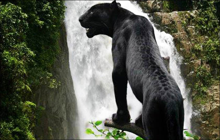 Pantera Negra Fotografada em Uma Cachoeira