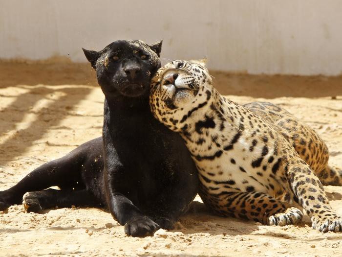 Pantera Negra ao Lado de Leopardo
