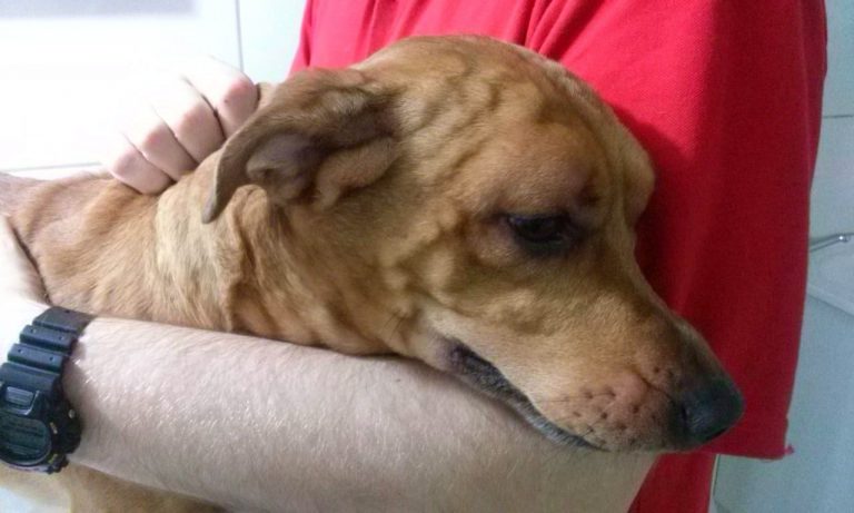 Cachorro Assustado Após Ataque de uma Lacraia