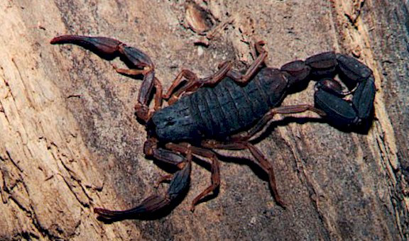 Escorpião Preto no Brasil