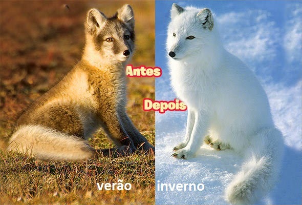 Raposa do Ártico Muda de Cor