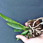 Raiz Seca de Orquídea Brota