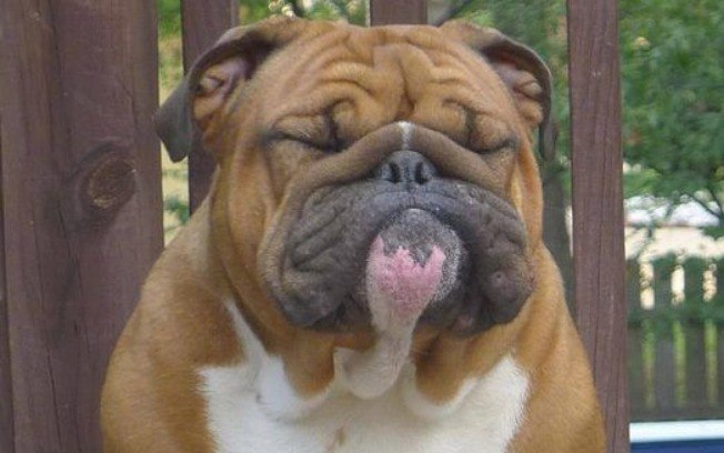 Cachorro Com dor de Barriga Fazendo Careta