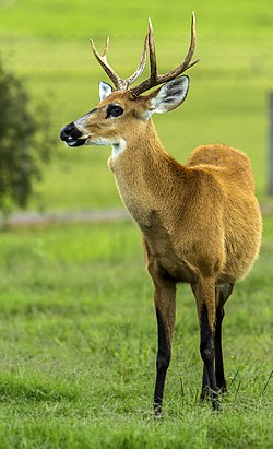 Cervo