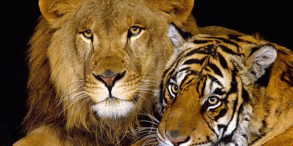 Leão vs Tigre: Diferenças e Semelhanças Entre eles