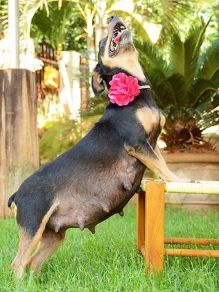 Gestação de Cachorro