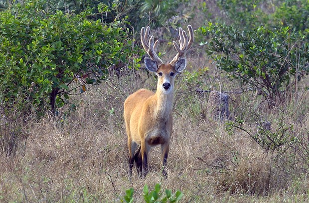 Cervo do Pantanal