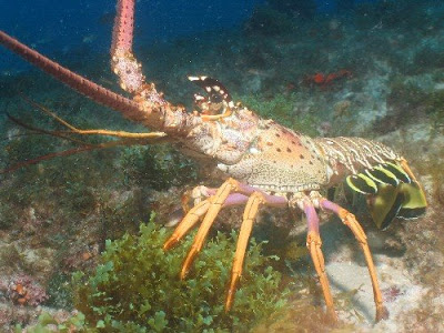 Lagosta Animal