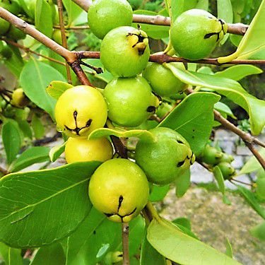 Como Enraizar Galho De Araçá E Fazer Muda Da Planta