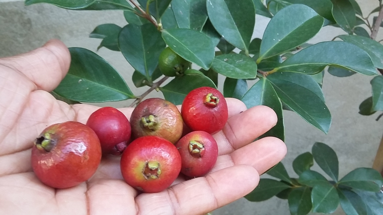 Como Cuidar de pé de Araçá: Plantio, Cultivo e Colheita