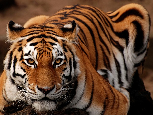 Tigre Olhando Fixamente