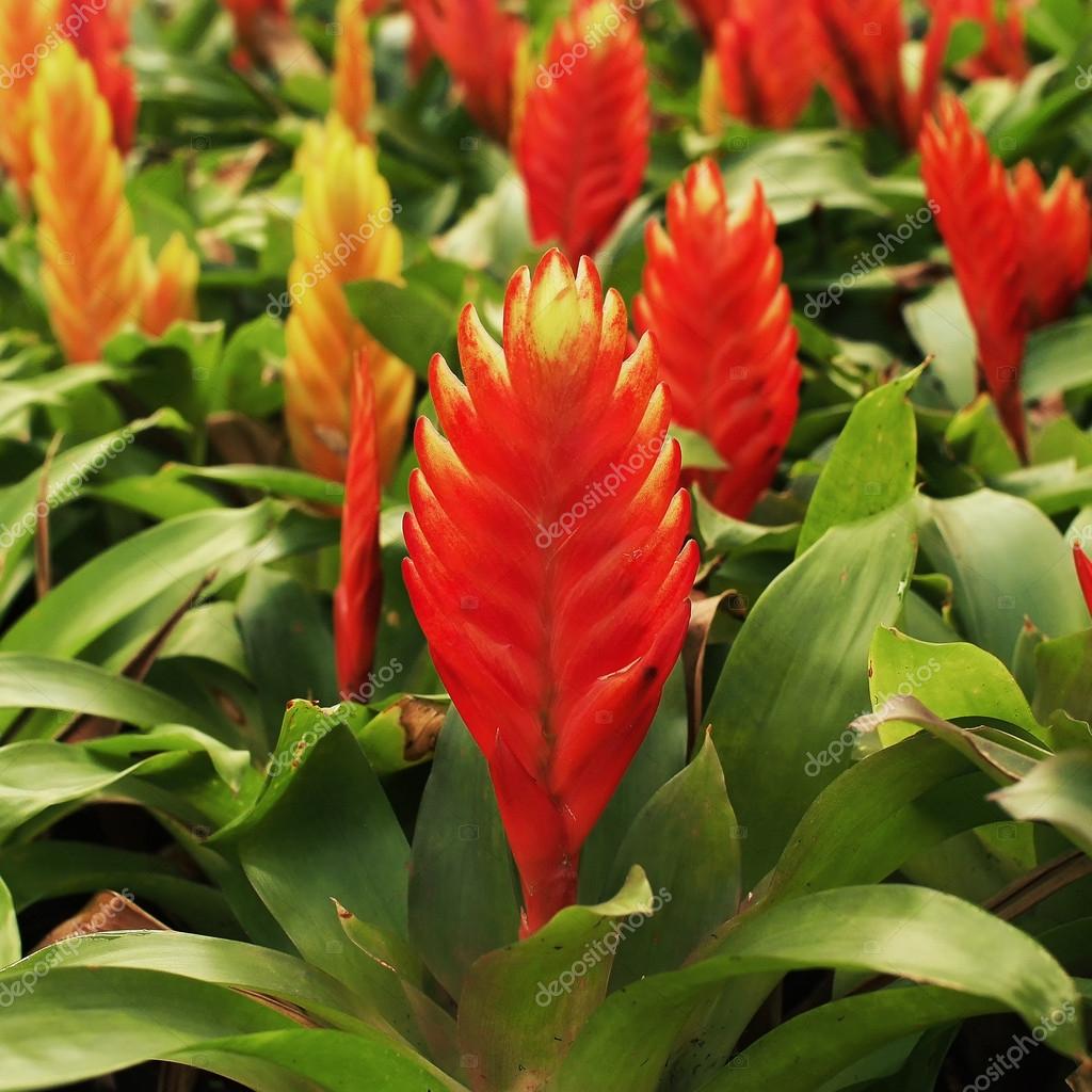 Bromelia Vriesea: Fotos, Classificações inferiores e Como Plantar
