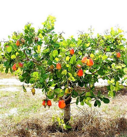 Espaçamento E Adubação Cajueiro Anão Precoce