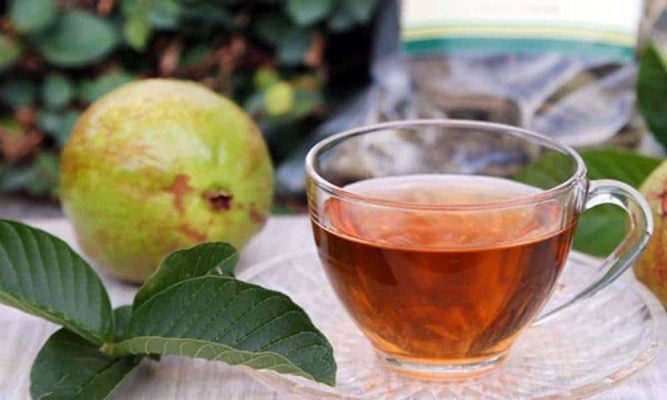 Benefícios do Chá de Folhas de Araçá e Como Fazer