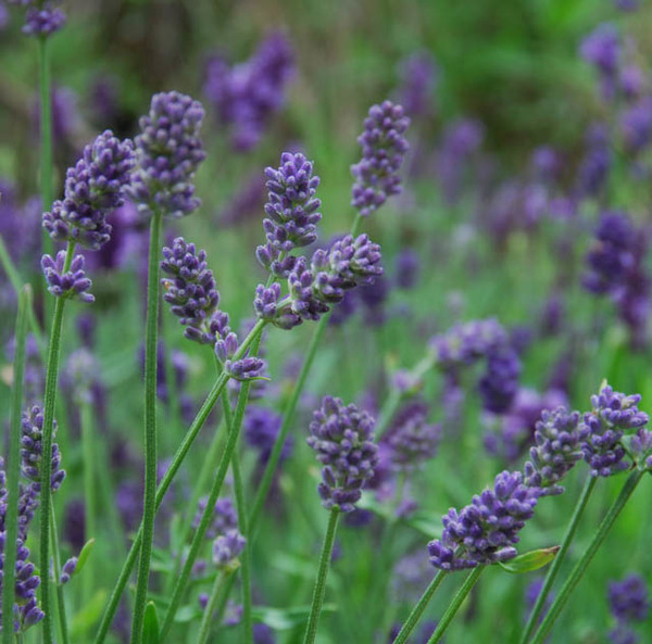 Tipos de Lavanda: Especies Com Características e Fotos