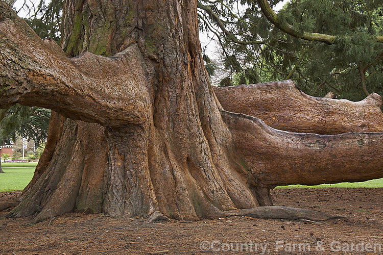 Sequoia-Gigante Metasequoia: Características e Fotos