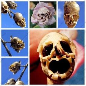 Gabiroba dos Mortos: Características, Nome Cientifico e Fotos
