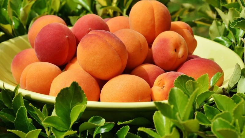 Pêssego Ouro Mel: Calorias, Benefícios, Nome Científico e Fotos