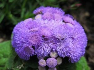 História da Agerato, Significado e Origem da Flor