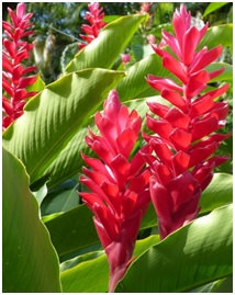 História da Alpinia Purpurata, Significado e Origem da Flor