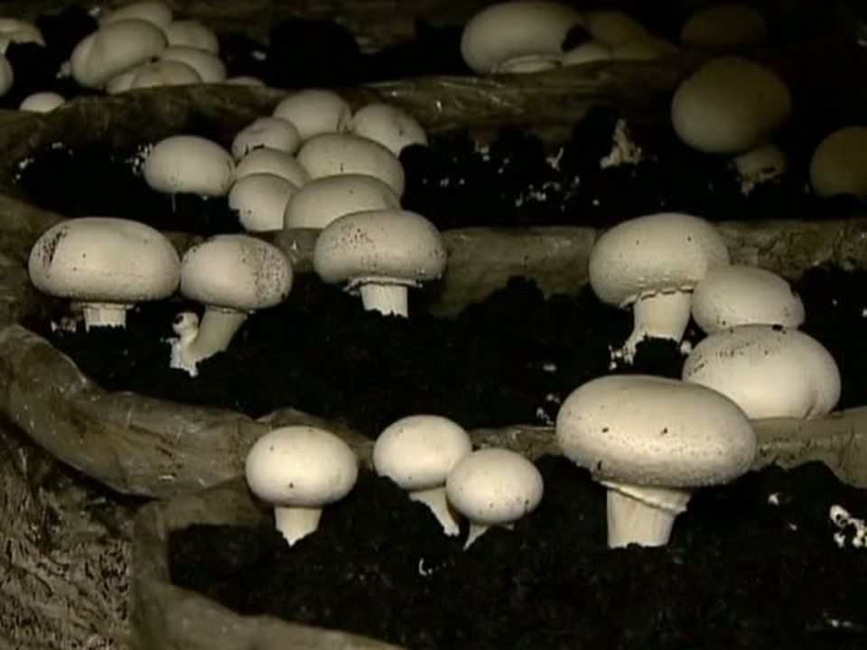 Como é Feito o Champignon? Para Que Ele Serve?