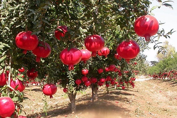 Romã: Curiosidades e Fatos Interessantes Sobre a Fruta