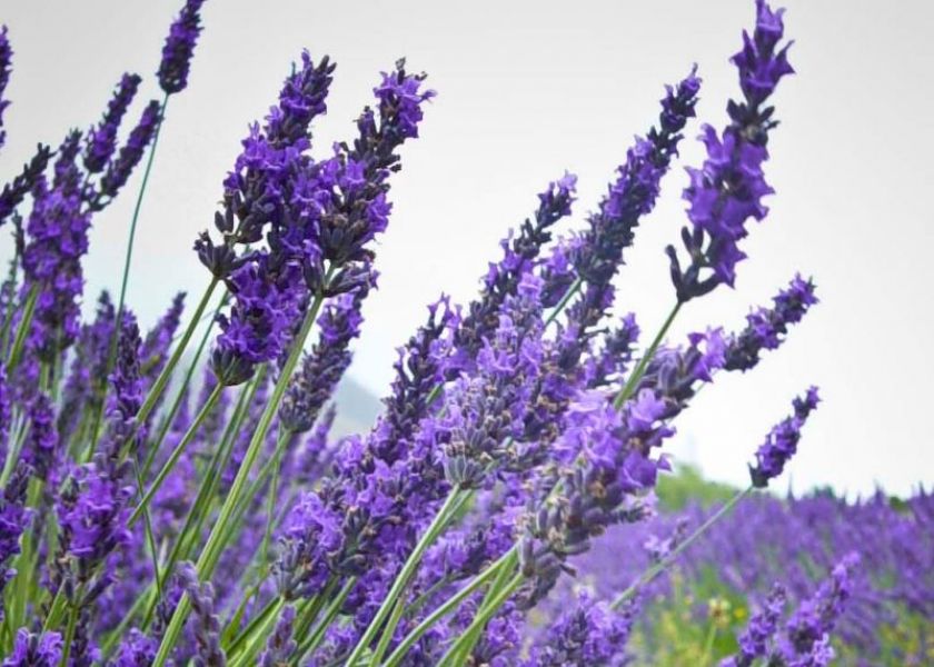 Flor de Alfazema: Como Cuidar e Imagens