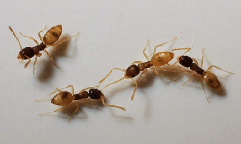 Formigas Domésticas