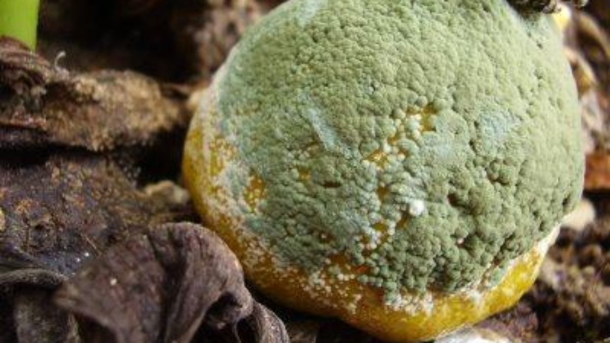 O Que É Um Fungo Saprobio? Para Que Ele Serve?
