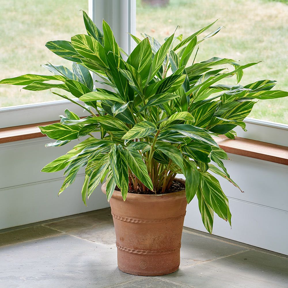 Alpinia Variegata: Características, Nome Cientifico, Cuidados e Fotos