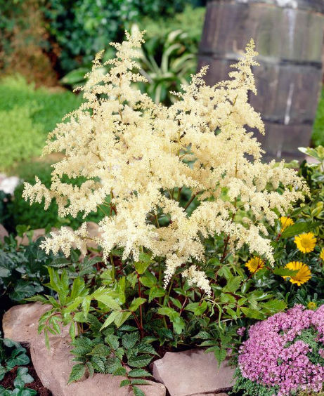 Astilbe Flor Branca: Características, Nome Científico e Fotos