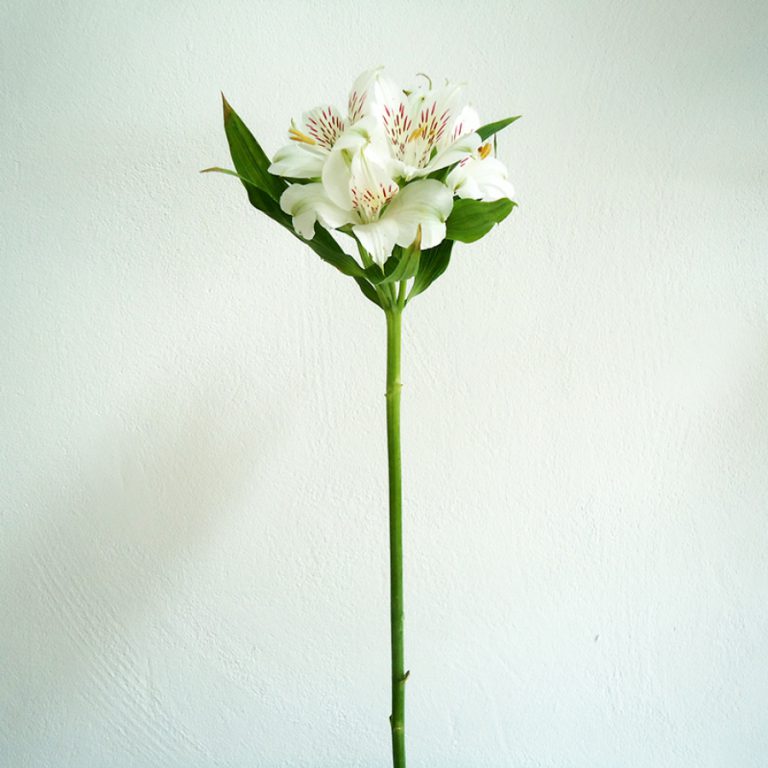 Astromélia Branca